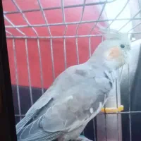 عروس هلندی گمشده