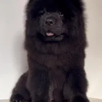 سگ چاوو