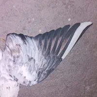 شازده هما|پرنده|زنجان, |دیوار