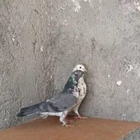 کفتر کاشانی|پرنده|حمیدیا, |دیوار