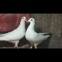 سلام جفت دمدار|پرنده|فردوس (کرمان), |دیوار