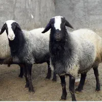 گوسفند زنده چاق‌پرگوشت‌تمام نقاط تهران باقصاب