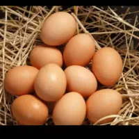 تخم مرغ محلی
