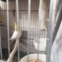 عروس هلندی مولد|پرنده|قم, چهل اختران|دیوار