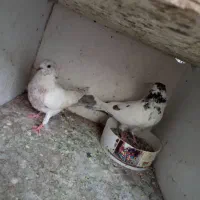 کفتر|پرنده|تهران, مرادآباد|دیوار