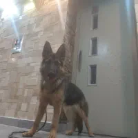 ژرمن شپرد|سگ|پردیس, فاز ۲|دیوار