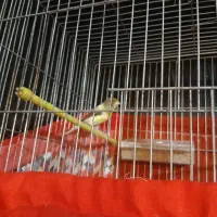 قناری ماده قورلتی