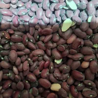فروش ۲۴۰۰ کیلو لوبیا قرمز بوجاری شده