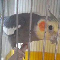 عروس هلندی سخنگو|پرنده|سرپل ذهاب, |دیوار