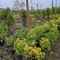 پیتسپروم و فوتونیا و شمشاد طلایی و سبز|عمده‌فروشی|رشت, بیجارپس|دیوار