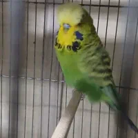 مرغ عشق انگلیسی نر|پرنده|ری, صفاییه (چشمه علی)|دیوار