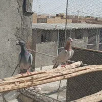 نرماده تیپ پرش|پرنده|یزد, |دیوار