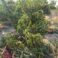 درختان مثمر پایه کوتاه باکیفیت