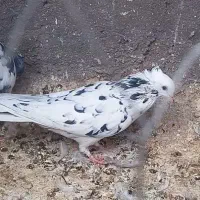 سار سرونج
