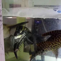 ماهی انجل بزرگ باله بلند|ماهی|نیشابور, هفده شهریور|دیوار