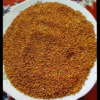 بذر یونجه
