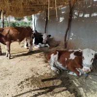 گاو|حیوانات مزرعه|ایوان, |دیوار