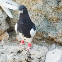 پرنده شهری ممسنی|پرنده|شیراز, دشت چنار|دیوار