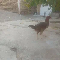 مرغ لاری افغان اصیل