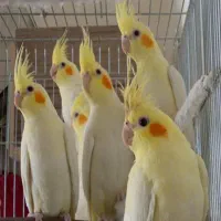 تعداد زیاد پرنده