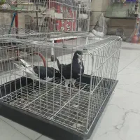 کفتر|پرنده|شیراز, شیشه‌گری|دیوار