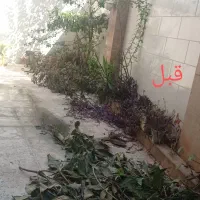 هرس و باغبانی|خدمات باغبانی و درختکاری|رشت, توشیبا|دیوار