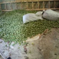تکاندن و جمع کردن گردو