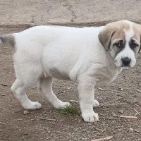 سگ سراب زیبا