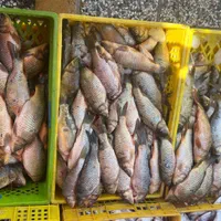 بچه ماهی|ماهی|قزوین, |دیوار