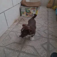 سگ پا کوتاه|سگ|مشهد, کوی دروی|دیوار