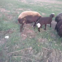 یک عددگوسفندبره داربره ماده