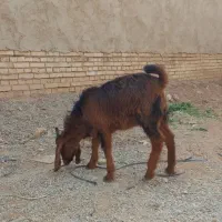 فروش بز|حیوانات مزرعه|حمیدیه, |دیوار