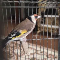 سهره نر جفتی پارسال|پرنده|اندیشه, شهرک مریم|دیوار