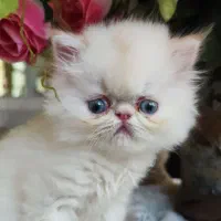 گربه پرشین سوپرفلت|گربه|کرمانشاه, |دیوار