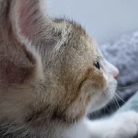 گربه dsh