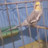 عروس هلندی نر ماده بالغ|پرنده|ماسال, |دیوار