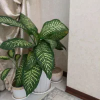 گل وگلدان طبیعی گل دیفن وسانسوریا