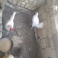 دو عدد خروس بومی