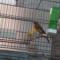 فروش قناری جفت خورده|پرنده|الوند, |دیوار