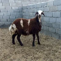 بره