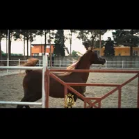 باشگاه سوارکاری هاکان