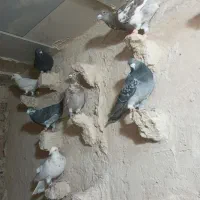 کبوتر پرشی ضربه|پرنده|شهرآباد, |دیوار