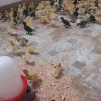 جوجه اردک محلی ،پکنی
