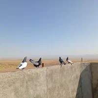 سینه سیا مقبول|پرنده|مشهد, پنجتن|دیوار