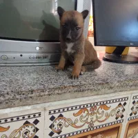 سگ مالینیوز اصل