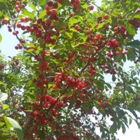 فروش باغ زیبا در روستای ساربانک قزوین|فروش زمین و ملک کلنگی|کوهین, |دیوار