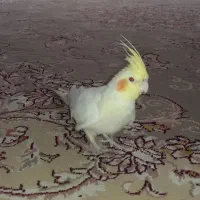۶روس هلندی|پرنده|مشهد, بهارستان|دیوار