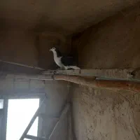 کبوتردمگیر|پرنده|داران, |دیوار