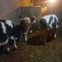 گوساله نره|حیوانات مزرعه|سربند, |دیوار