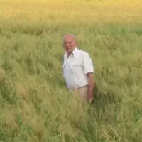 برنج ممتاز صدری هاشمی( لشت نشا گیلان)